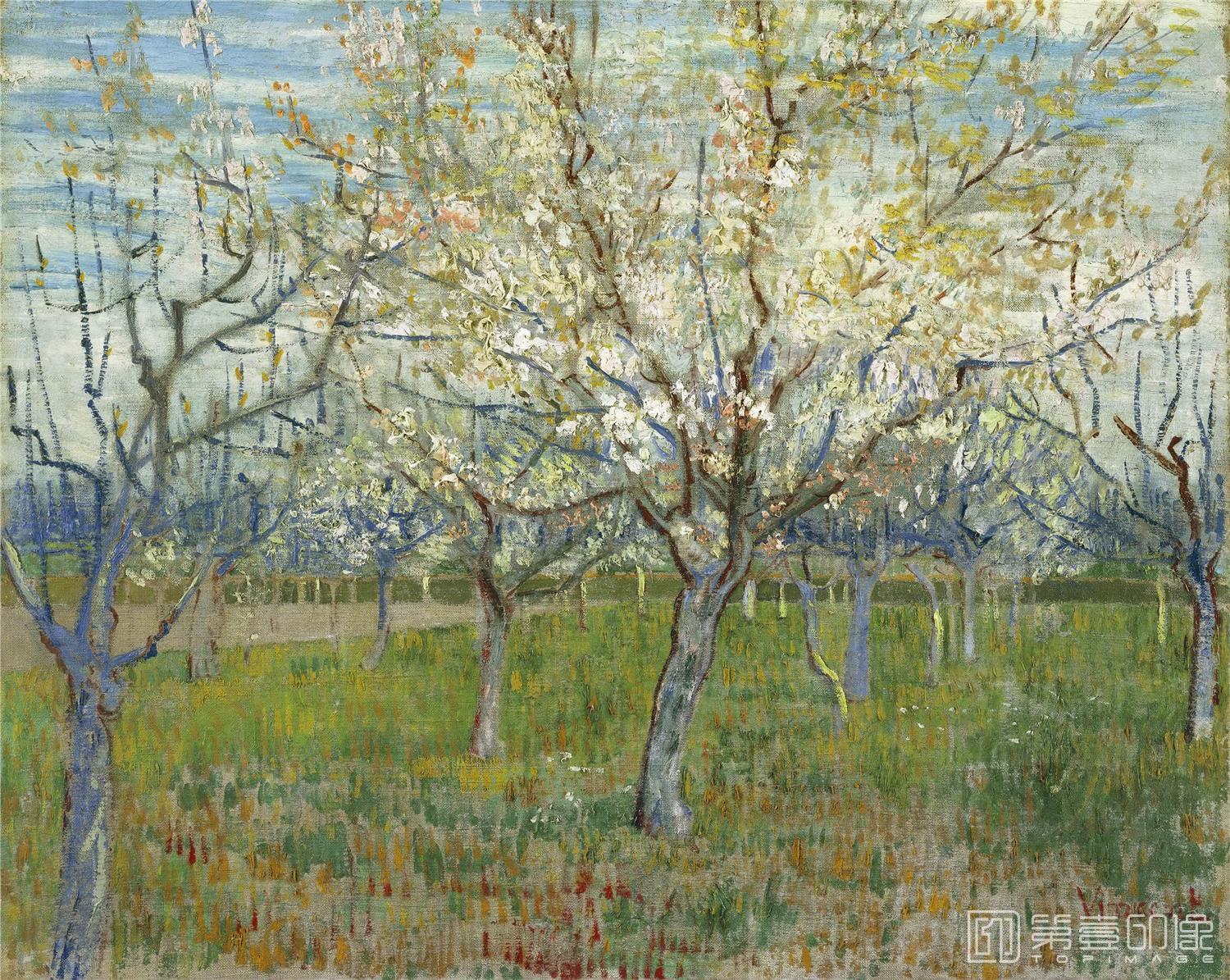 油画-文森特·威廉·梵高 Vincent Willem van Gogh-Orchard with Blossoming Apricot Trees-276